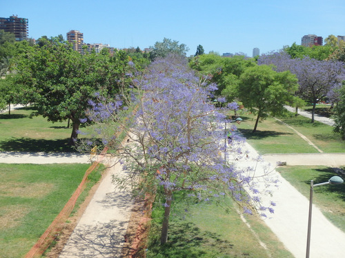 Jacaranda Tree in the Greenway.